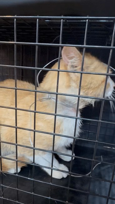 철사에 목이 감긴 길고양이(동물구조119 제공) ⓒ 뉴스1