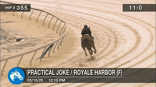 언더태크쇼 중 넘어지는 말.[PETA 홈페이지 갈무리]