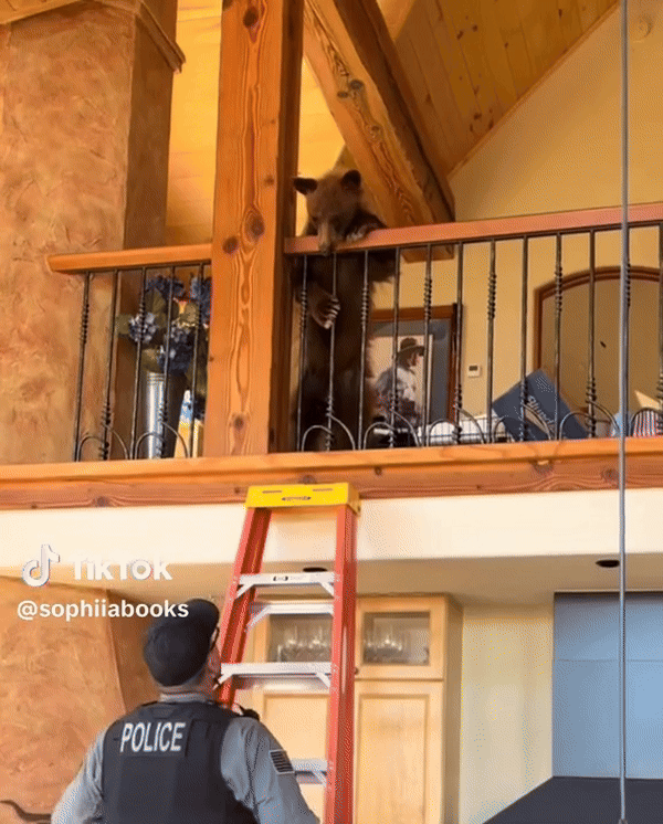 [서울=뉴시스] 미국 서부에 거주하는 한 주민이 거실에서 새끼 흑곰 한 마리와 마주쳐 놀란 사연이 전해졌다. (영상=틱톡) 2025.06.16. *재판매 및 DB 금지