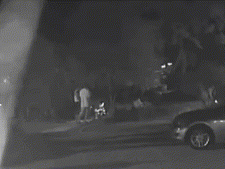 묶여 있는 개들에게 비비탄을 쏘는 남성들 (영상=비글구조네트워크)