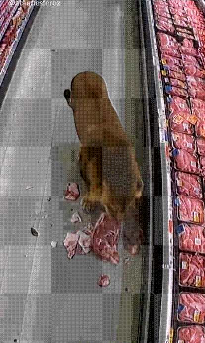 마트에 등장한 사자에 직원이 줄행랑치고 있는듯한 모습의 AI 영상. /X