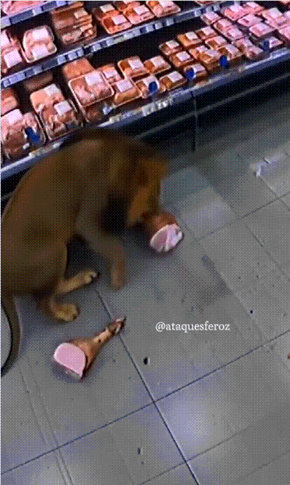 사자가 고기를 먹는듯한 모습의 AI 영상. /X