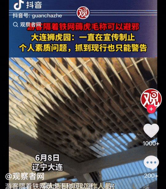 중국 랴오닝성 다롄의 한 사자·호랑이 사육원에서 일부 관람객들이 철망 사이로 호랑이 털을 강제로 뽑아가는 영상이 공개돼 논란이 일고 있다. [도우인]