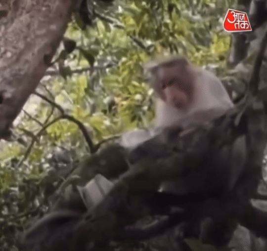 [뉴시스] 인도 코다이카날 구나 동굴 인근에서 한 원숭이가 카르나타카에서 온 관광객의 500루피 지폐 다발을 낚아채 나무 위로 올라간 뒤, 지폐를 한 장씩 아래로 던지는 모습이 포착됐다. (사진=X) 2025.06.16 *재판매 및 DB 금지