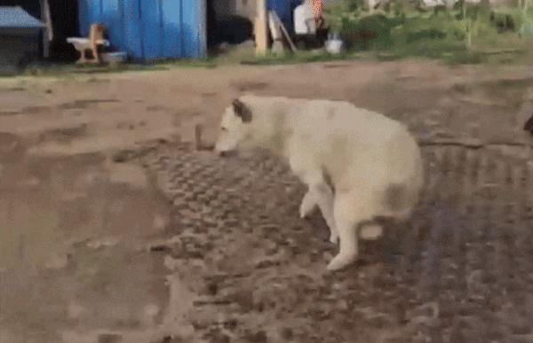 (동물권단체 케어)