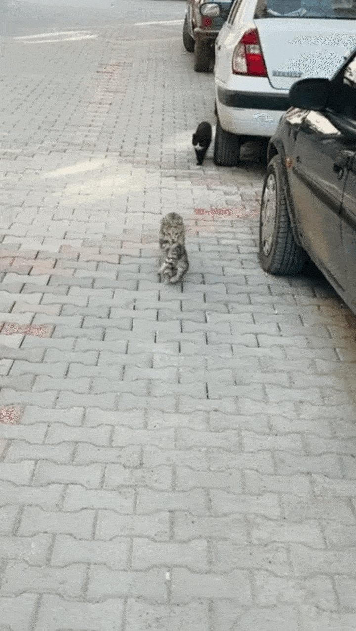 아픈 새끼를 물고 동물병원에 온 길고양이. 영상=숭굴루 동물병원 인스타그램