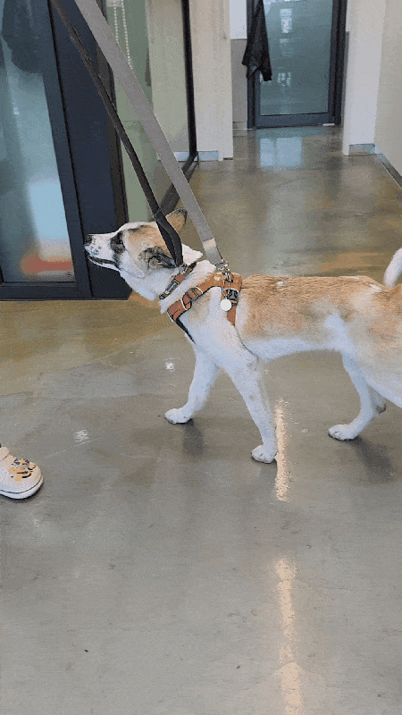 처음 보는 사람에게도 살가운 온순한 성격의 매튜 ⓒ 뉴스1 한송아 기자