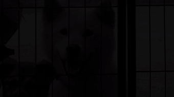 카메라를 반기는 모견 진순이와 두 강아지의 모습.