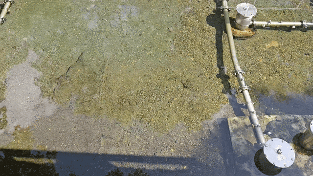 지난 16일 중국 길림성 연변조선족자치주 이도백하(二道白河)에 있는 백산수 수원지 내두천의 바닥에서 용천수가 솟아나오며 수면에 물결을 만드는 모습. /정재훤 기자