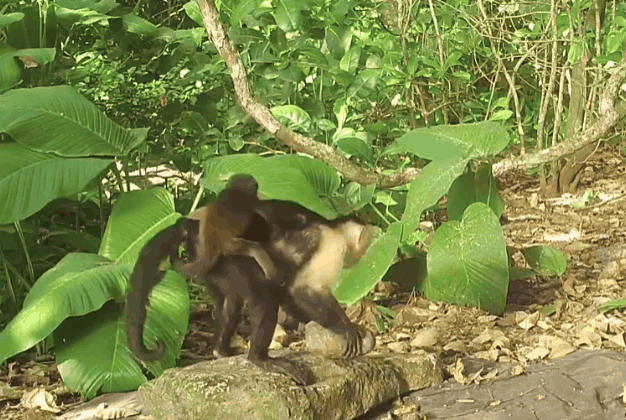 파나마 섬에서 어린 수컷 원숭이들이 다른 종 새끼 원숭이를 ‘등에 업는’ 기묘한 행동을 보였다. 연구진은 이를 문화적 납치라고 분석했다. (사진=Current Biology)