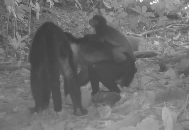 파나마 섬에서 어린 수컷 원숭이들이 다른 종 새끼 원숭이를 ‘등에 업는’ 기묘한 행동을 보였다. 연구진은 이를 문화적 납치라고 분석했다. (사진=Current Biology)