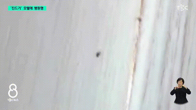 [서울=뉴시스] 지난달 24일 대구의 한 호텔을 찾은 일가족 4명은 객실에 출몰한 진드기에 물려 병원 치료를 받았다.(영상=TBC뉴스 캡처) 2025.06.20 *재판매 및 DB 금지