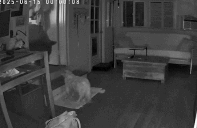 출처=abc7닷컴 영상 캡처