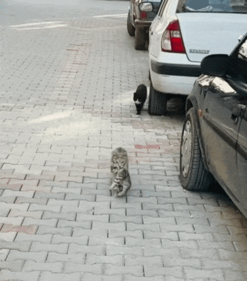 [영상 = 숭굴루 동물병원 인스타그램 갈무리]