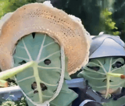 연잎으로 만든 마스크를 사람이 쓰고 있다. SNS 캡처