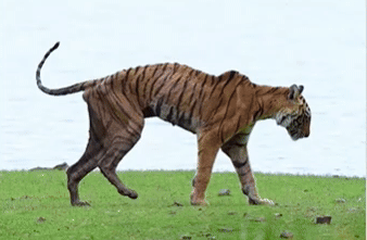 사친 라이 인스타그램 캡처