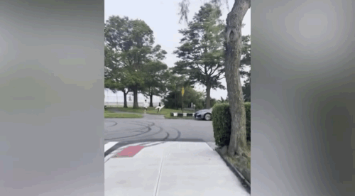 [뉴시스]뉴욕 퀸스의 국립공원에서 한 무리가 백조를 납치하고 도주하는 모습이 포착돼 화제를 모으고 있다. (사진=뉴욕포스트)  *재판매 및 DB 금지