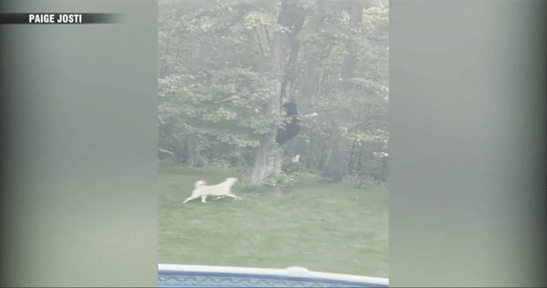 [서울=뉴시스] 개의 공격을 받은 곰이 겁에 질려 나무로 피하고 있다. (영상=7 News WHDH 갈무리) 06.22. *재판매 및 DB 금지