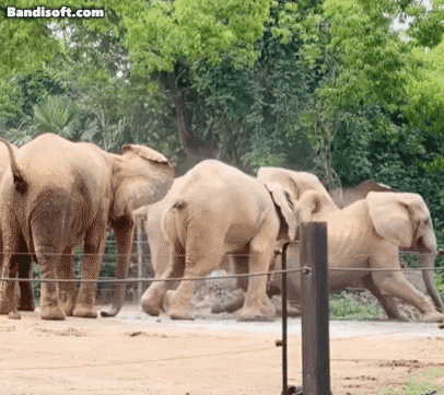 중국 상하이 야생동물원에서 아프리카코끼리가 집단 괴롭힘을 하는 듯한 모습이 목격됐다./인스타그램