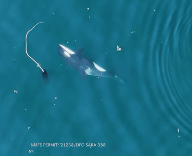 범고래들은 비슷한 나이와 피부 상태를 가진 개체와 더 자주 해초를 매개로 문지르며 사회적 유대를 쌓는 것으로 나타났다. (사진=Current Biology)