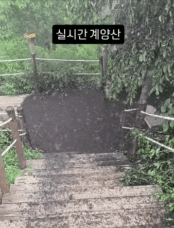 인천 계양산에 러브버그 떼가 대량 출몰했다. /인스타그램 kimlark34