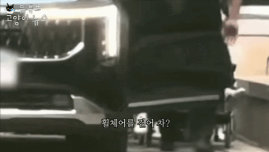 유튜브 채널 ‘고양이뉴스’ 갈무리