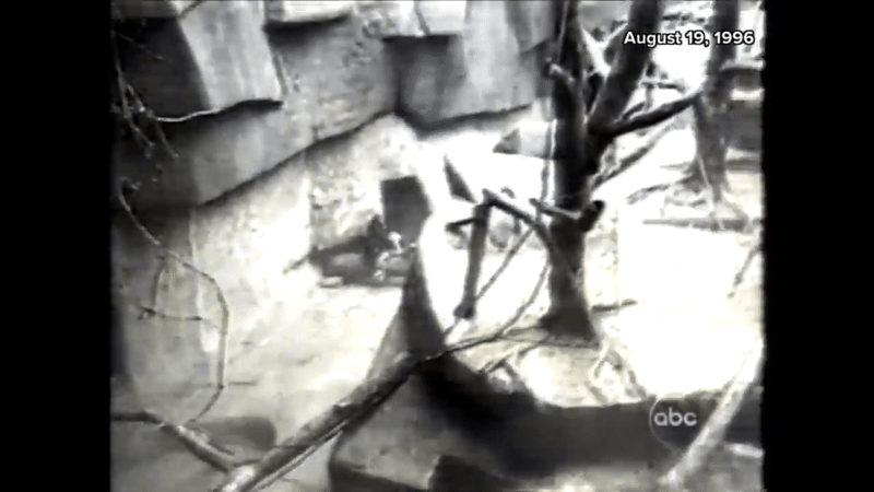 고릴라 빈티 주아가 3세 남자아이를 사육사에게 데려다주기 위해 문 앞에서 기다리고 있다. 출처=ABC 뉴스