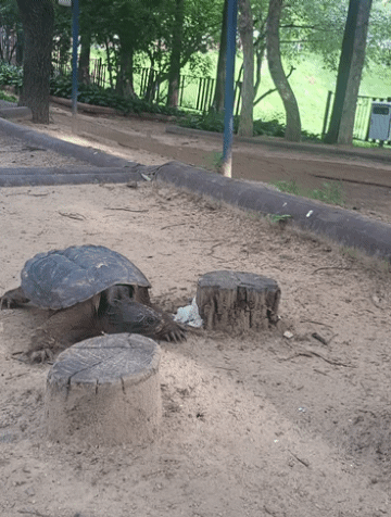 인천 부평구 갈산동의 한 공웡에 출몰한 늑대거북. [사진 = 연합뉴스]