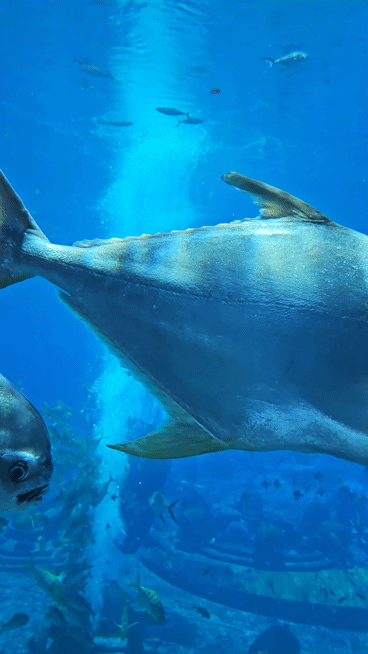 중국 하이난성 싼야시의 아틀란티스 싼야 스위트룸 창밖으로 물고기들이 헤엄치고 있다. (영상=이데일리 이명철 특파원)