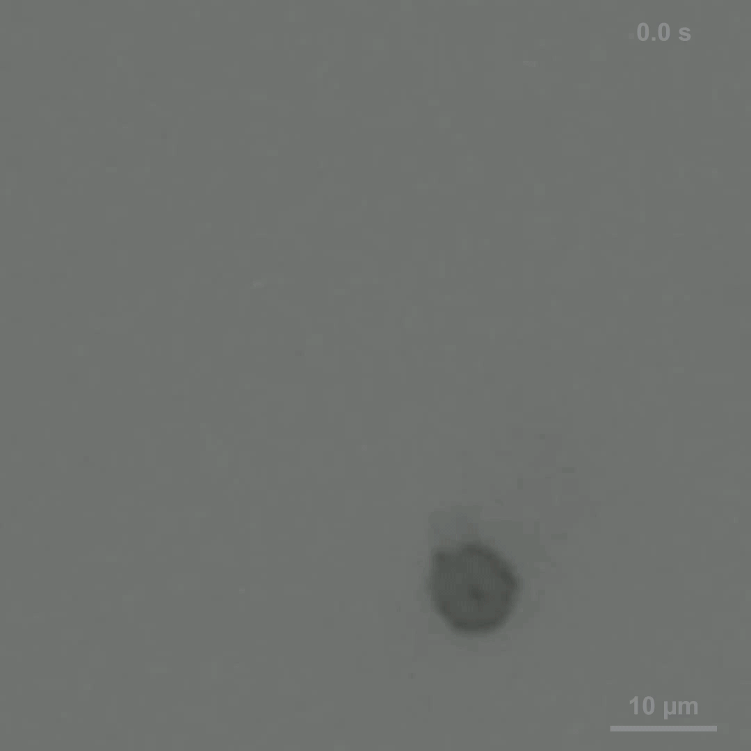 세포로봇이 이동하는 모습을 10배속 한 영상./한국과학기술원(KAIST)