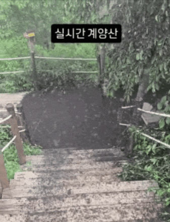 인천광역시 계양구 계양산 등산로에 러브버그가 떼를 지어 날고 있다. 인스타그램 캡처