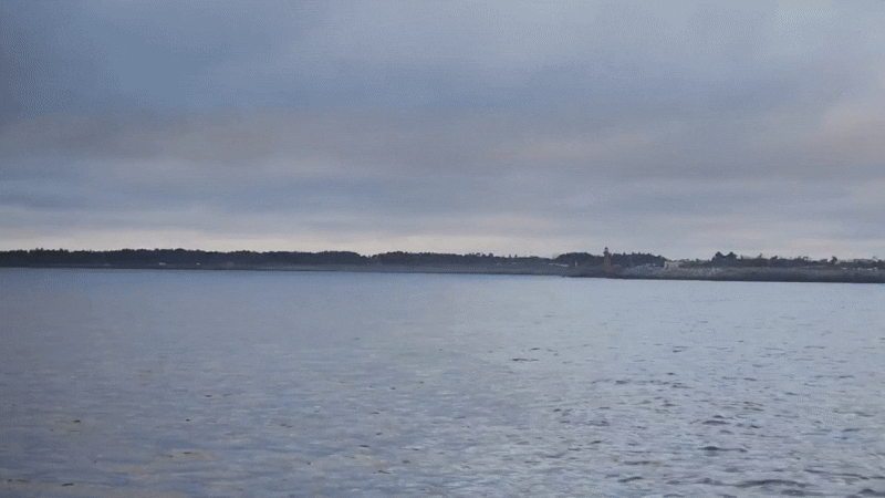 ▲제주 앞 바다에서 발견된 ‘흑범고래’의 모습.