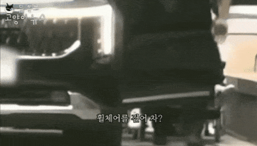 유튜브 채널 ‘고양이뉴스’