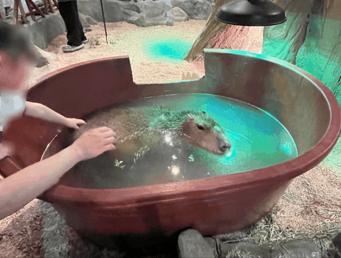 동물원 사육장에서 관람객들이 동물을 직접 만지고 있다. 동물이 몸을 숨길 공간도 없이 관람객에게 노출된 곳들도 있다. 동물복지문제연구소 어웨어 제공