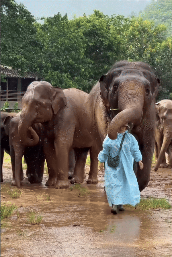 [서울=뉴시스] 코끼리가 비를 맞는 사육사를 감싸며 비를 막아주고 있다. (사진=Instagram @lek_chailert) *재판매 및 DB 금지
