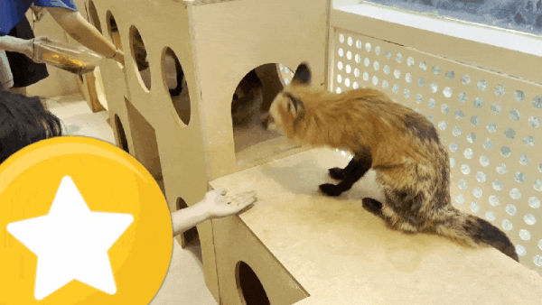 붉은여우에게 손으로 먹이주기를 시도하는 관람객(어웨어 제공)ⓒ 뉴스1