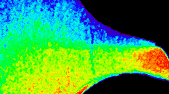 코덱스 태양 망원경이 촬영한 새로운 이미지들은 태양 대기의 이전에는 볼 수 없었던 모습을 보여준다. (출처=NASA/KASI/INAF/CODEX)