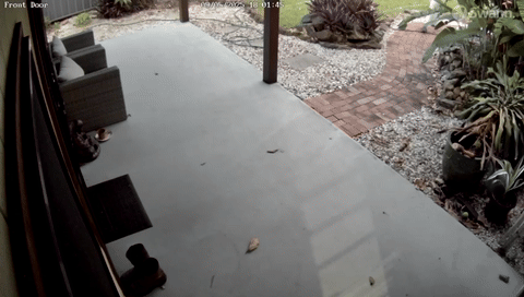 호주 퀸즐랜드주에서 엄마와 아이가 뒤를 쫓아온 화식조 두 마리를 발견하고 놀라서 황급히 집 안으로 들어가고 있다. 퀸즐랜드주 환경관광과학혁신부