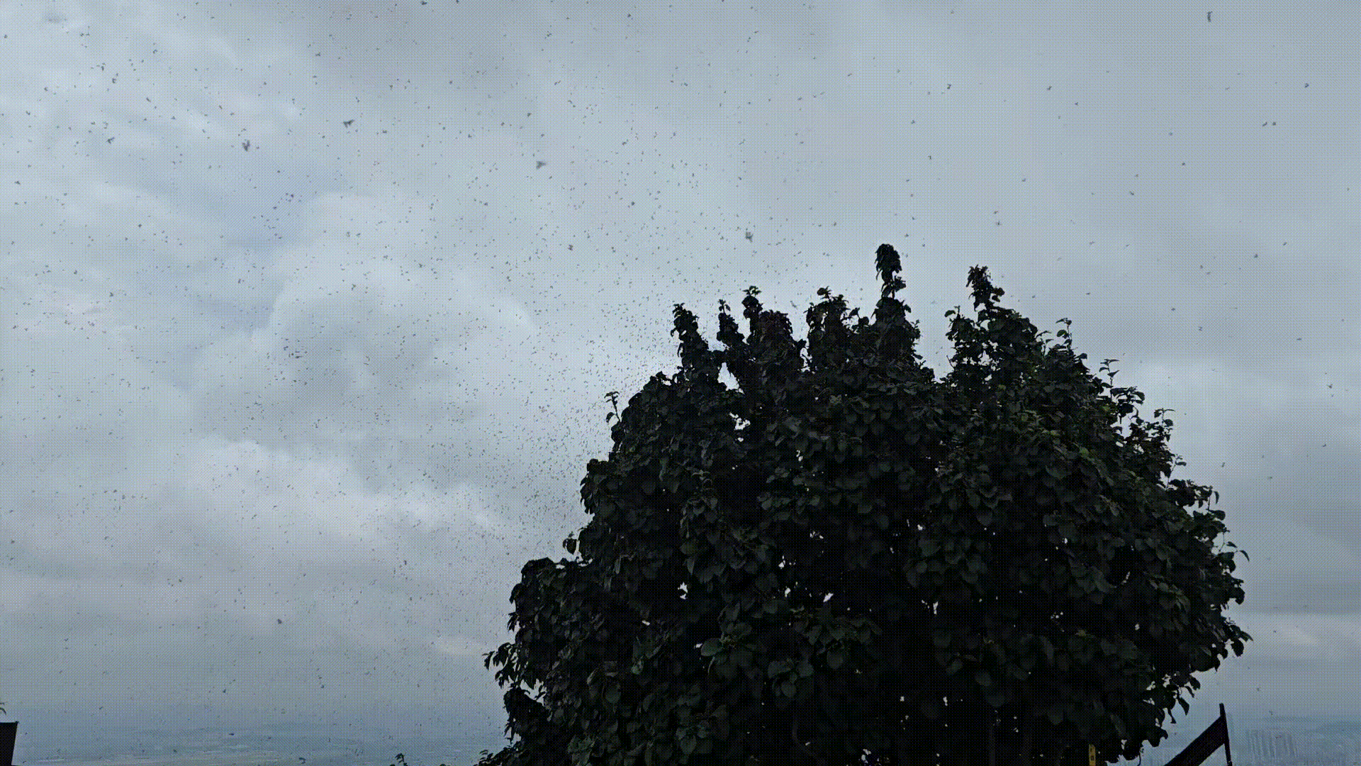 2일 인천 계양구 계양산 정상에 ‘러브버그’라 불리는 붉은등우단털파리 수천마리가 날아다니고 있다. 러브버그는 등산객들의 눈과 입에 들어가기도 했다.