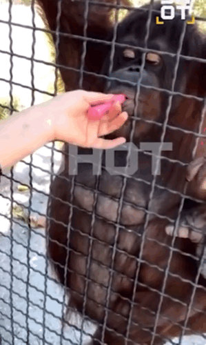 [뉴시스]러시아의 한 여성 복서가 멸종위기종 오랑우탄에게 전자담배를 권해 거센 비난을 받고 있다. (사진=데일리메일) *재판매 및 DB 금지