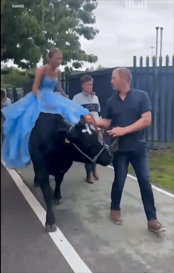 [서울=뉴시스] 파란색 드레스를 입은 여학생이 소를 타고 파티에 가고 있다.  *재판매 및 DB 금지