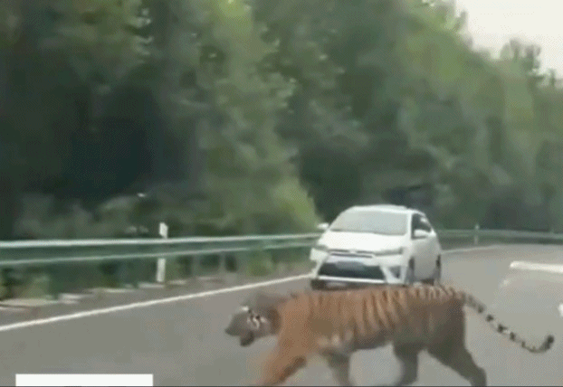 /사진=웨이보 영상 캡처