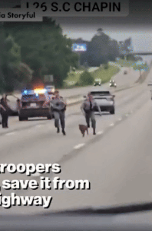 [뉴시스]붙잡힌 멧돼지가 속도를 늦추려하는 모습. (사진=뉴욕포스트) 2025.7.2 *재판매 및 DB 금지