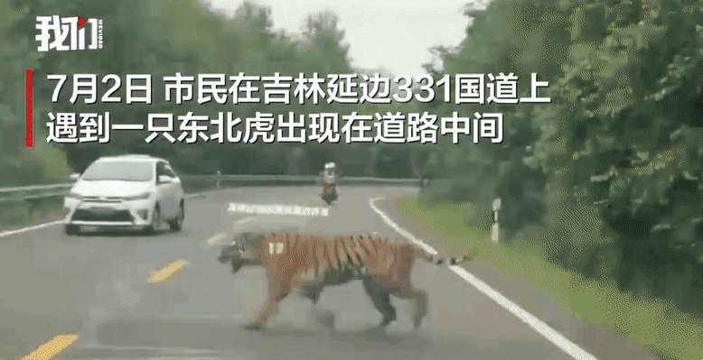 현지시간으로 2일 오후 4시쯤 중국 지린성 331번 국도에 백두산 호랑이가 나타났다. 웨이보 영상 캡처