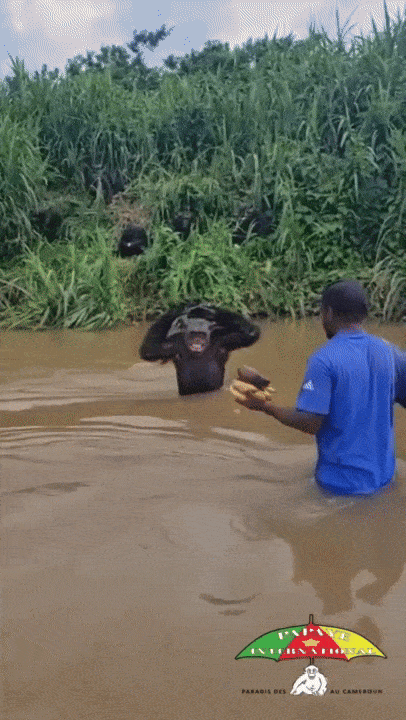 부모를 잃고 불법 거래로 팔려갔던 고아 침팬지가 몇년 전 자신을 구해준 남성을 만나 뜨거운 포옹을 나누고 있다. 침팬지 보호 단체 '파파예 인터내셔널'