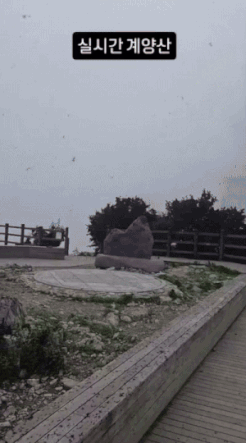 인천 계양산 정상 인근에 러브버그떼가 날아다니는 모습./영상=인스타그램