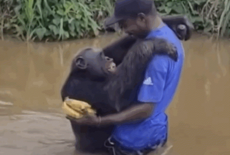 침팬지가 자신을 구해준 남성을 알아보고 뜨거운 포옹을 건네 감동을 자아냈다./사진=SNS
