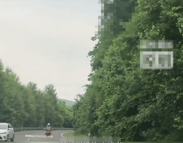 [서울=뉴시스] 중국 한 국도에 출몰한 백두산 호랑이.(영상=더우인 갈무리) *재판매 및 DB 금지