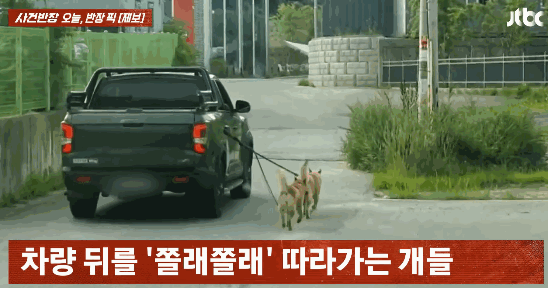 차량 트렁크 한쪽에 묶인 채 끌려가는 강아지들. 〈영상=JTBC '사건반장'〉