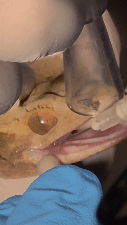 구내염에 걸린 게코 도마뱀에게 덴탈콜라겐 주사를 놓고 있는 의료진(더셈펫바이오 제공) ⓒ 뉴스1